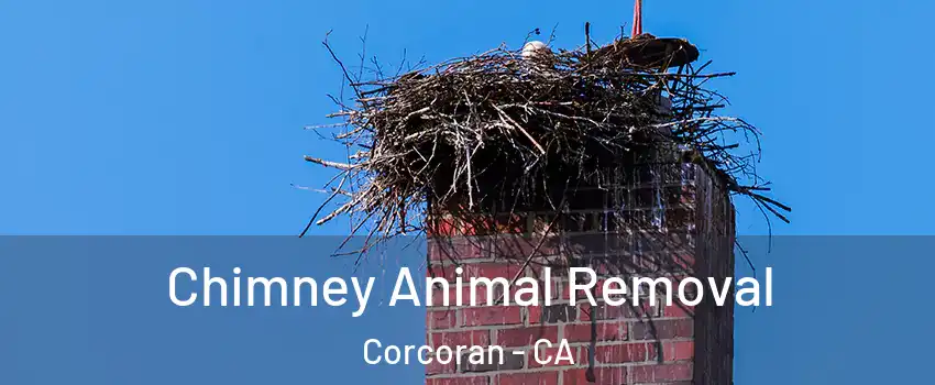  Chimney Animal Removal Corcoran - CA