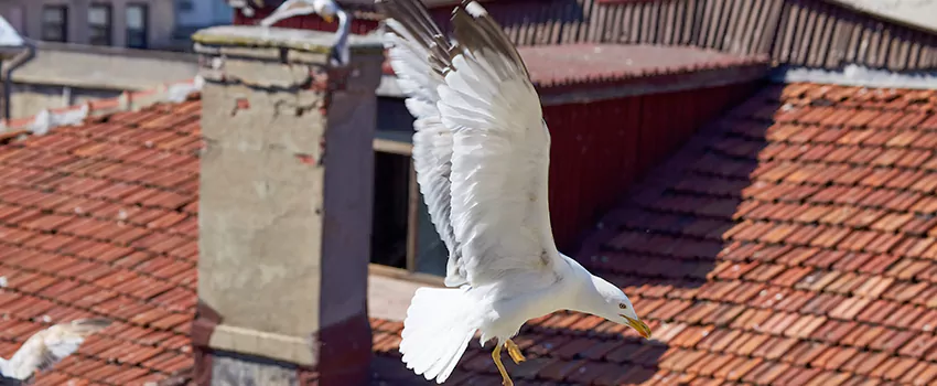 Residential Chimney Animal Removal Solution in Corcoran, CA
